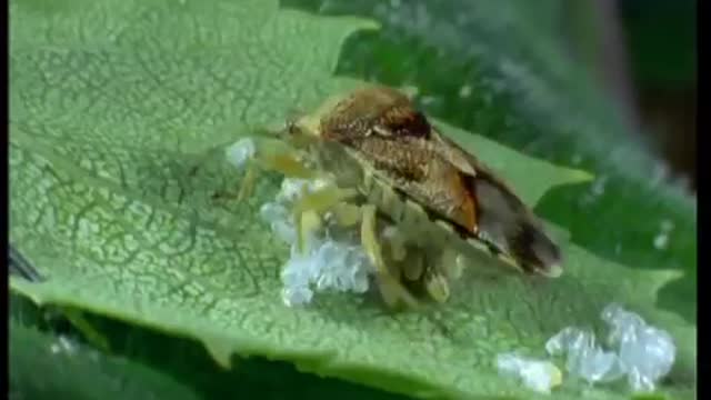 Ants VS Parent Bug | Natural World | BBC Earth