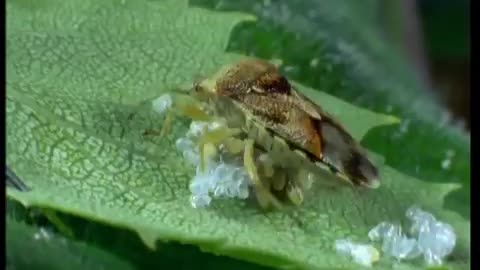 Ants VS Parent Bug | Natural World | BBC Earth