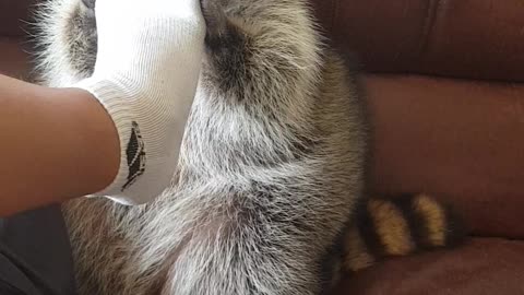 Raccoon plays with family feet