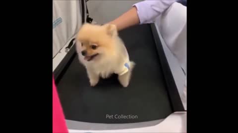 amazing and funny pet videos