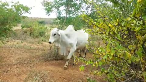 Caatinga