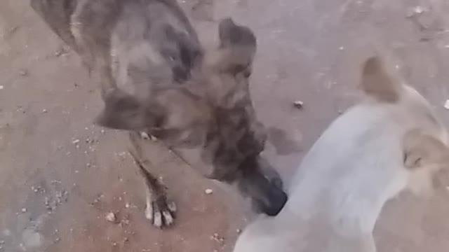crazy dog channel