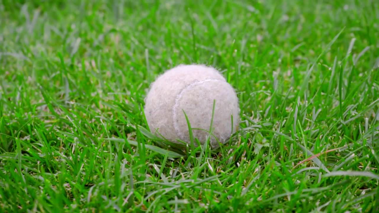 Tennis ball on green grass. Closeup of dog toy on green lawn. White tennis ball