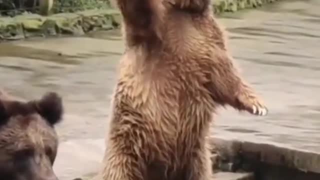 Catch bear 🐻
