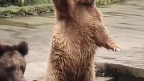 Catch bear 🐻