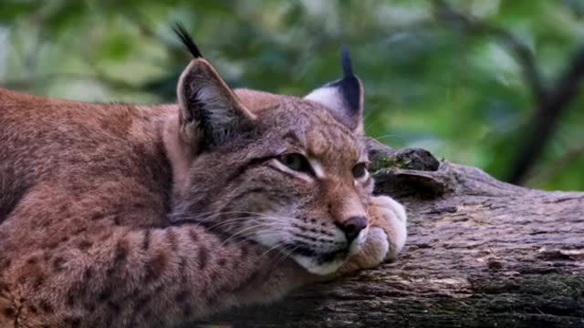 @wild animals life
