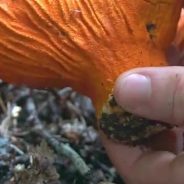 This Wild Mushroom tastes like Lobster!