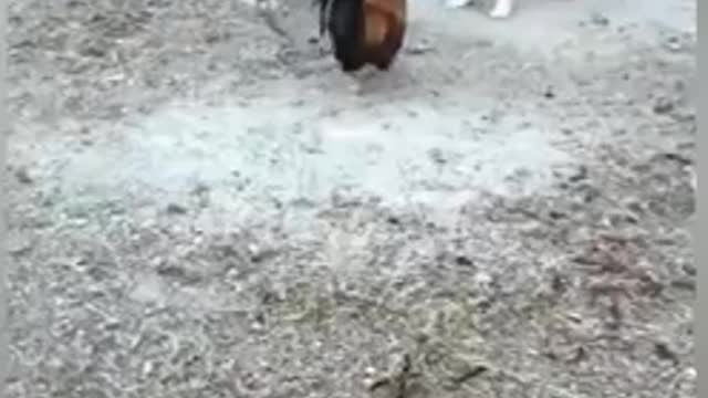 Watch This Chicken Try to Fight A Dog !!! Really Funny And Cute