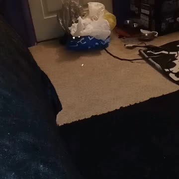 Tesla and His bags 🤣🤣