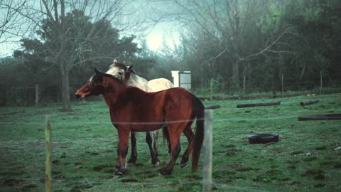 The horse ( the animal world )