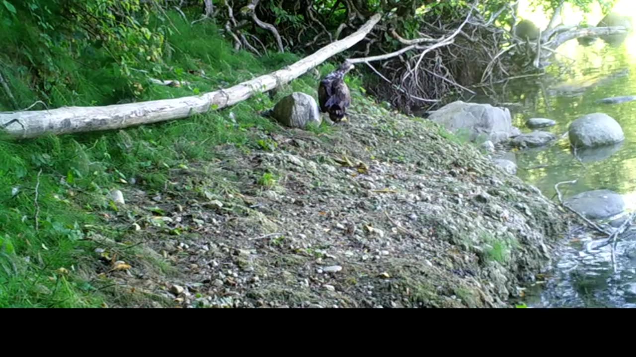 Follow Up On Face To Face Sighting And Sasquatch Answers My Questions?