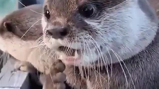 Surprised otter gif