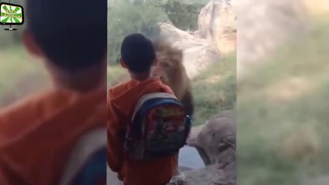 ULTIMATE|| Animal Compilation || Funny Fails || viral || comedy