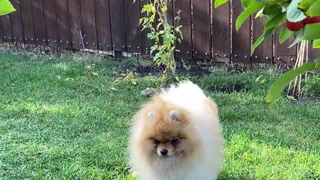 A dog in Creez Park.