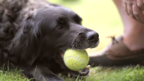 Dogs! Learning Dog Facts for Kids
