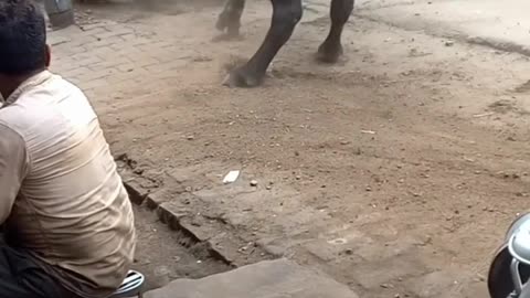 Bulls fight on streets