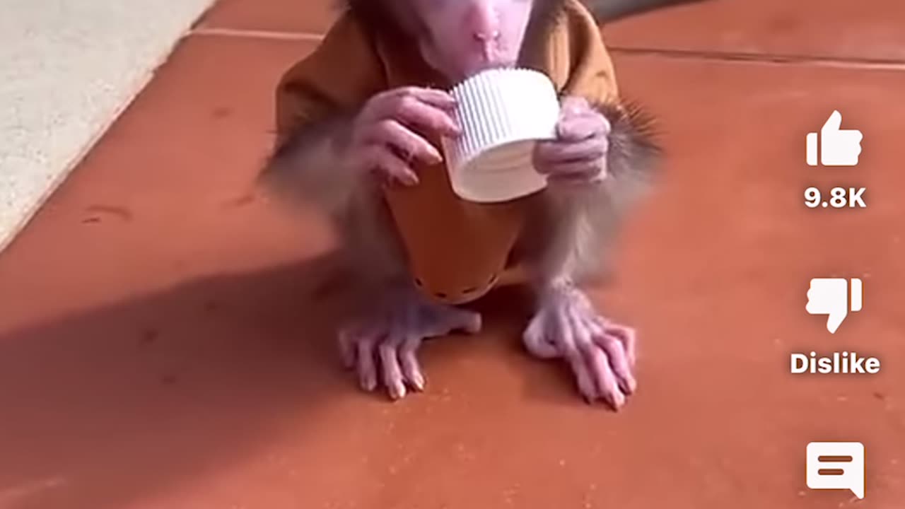 Baby monkey throwing a fit