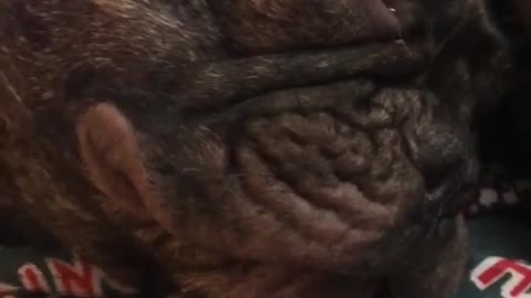 French bulldog dreaming