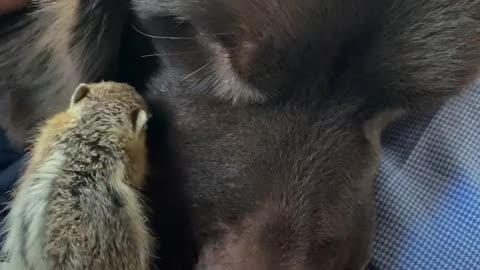 115-pound dog falls in love with a baby chipmunk — and their mom finds the sweet