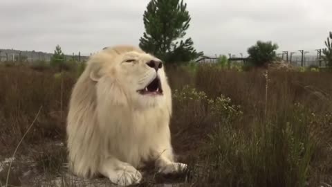 White lion Roar in South Africa