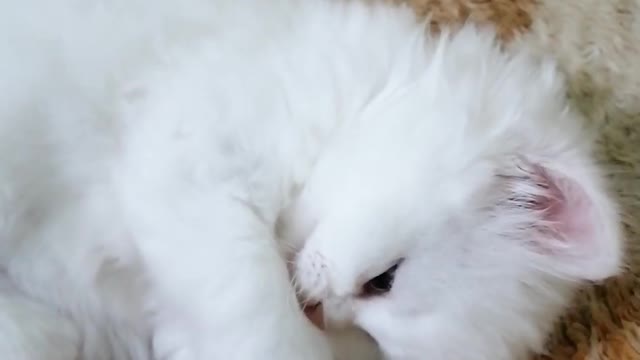 My cat reacted when I took her game Part 2.