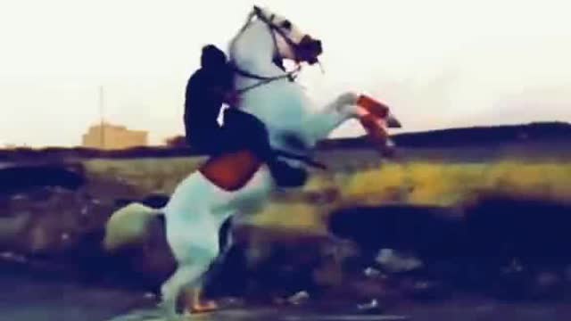 Nice jumping