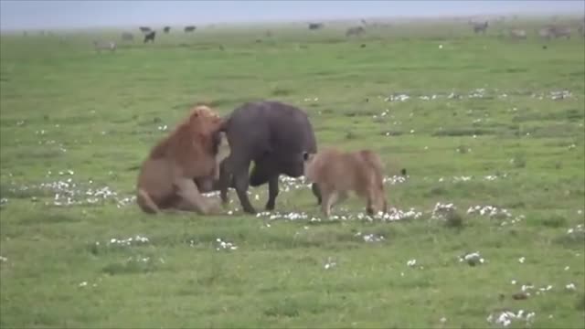 KILLER LION animal fight