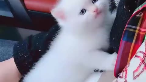 Marshmallow kitty fluffness