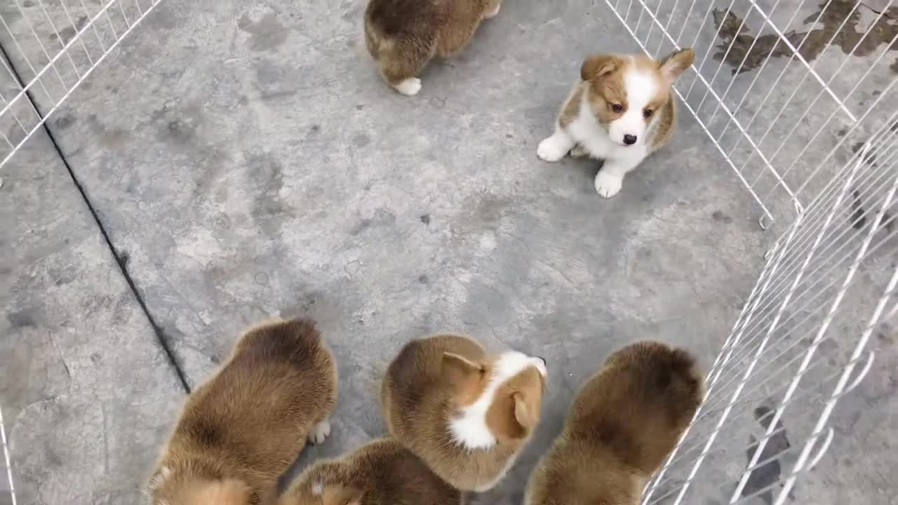 corgi puppy