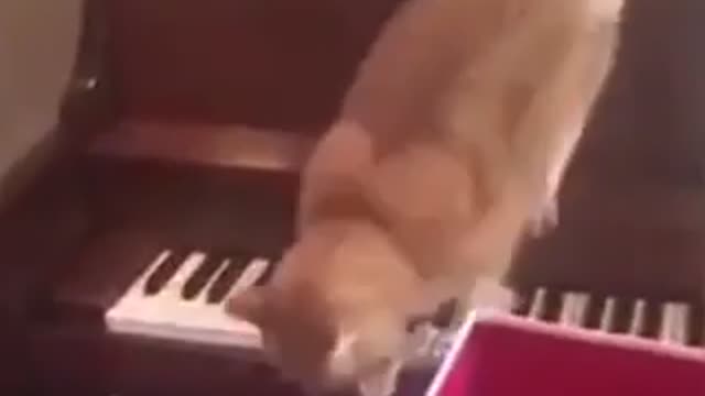 Cat playing piano funny video