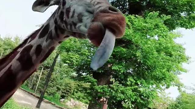 grass-eating giraffe