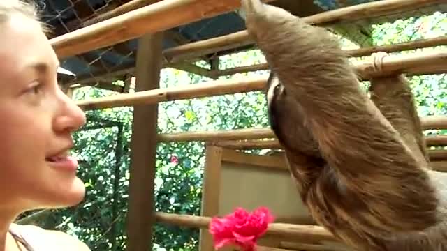 Sloth Wants A Hug!