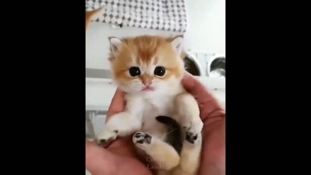 Funniest Cats 😹 - Don't try to hold back Laughter 😂