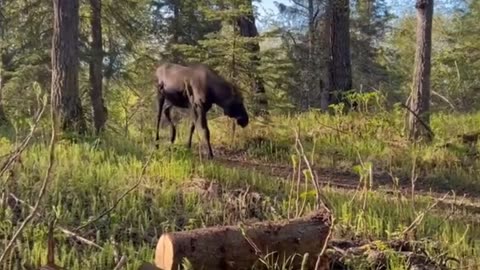 Stalker moose