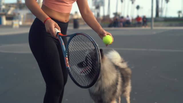 Why You Should Train Your Dog Today