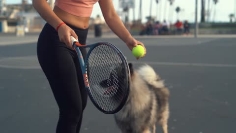 Why You Should Train Your Dog Today