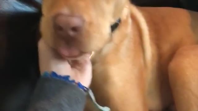 Woman puts hand on dogs face dog sticks tongue out