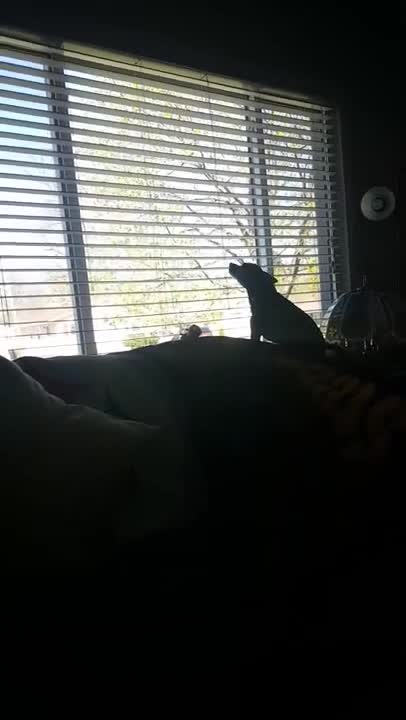 Perro aúlla a la par de su dueño cantando