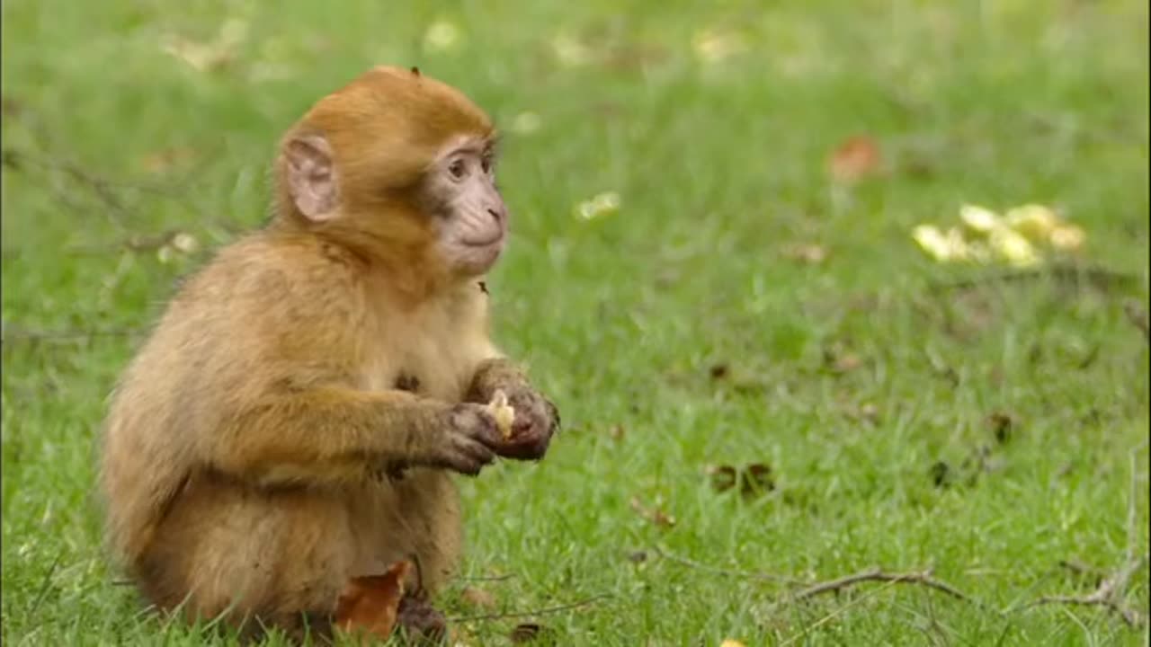 Funny and cute of little monkey