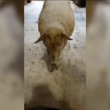 This sheep is so smart.