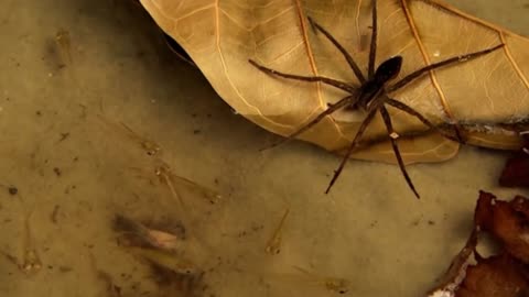 This Snake Will Be Killed by Underwater Bug