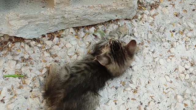 Two adorable kittens playing around