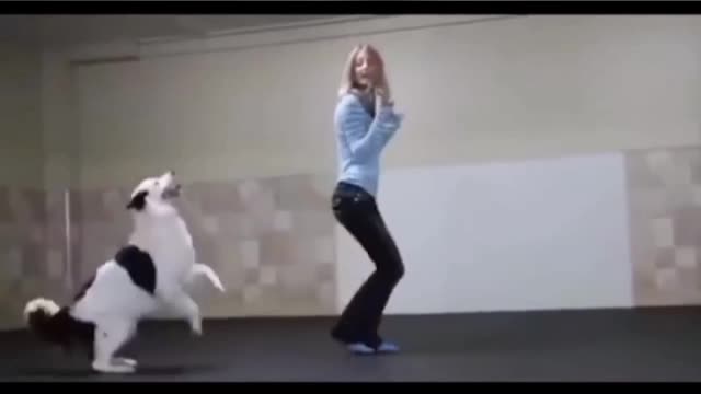 This Cute dog really got dancing moves