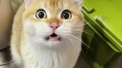 Cat reaction so cute 🐈😂