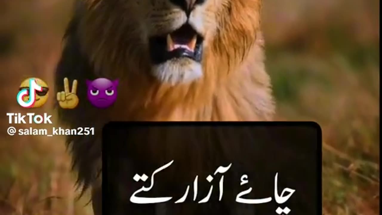 lion