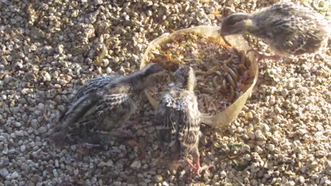 White brahma chicks, two months old (3)