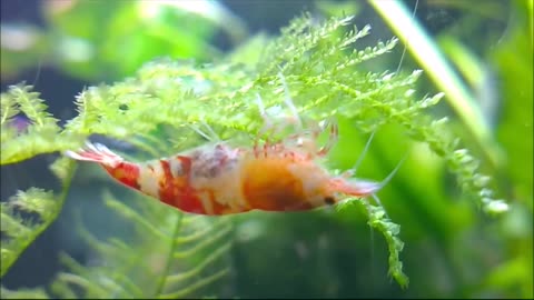 pregnant Crystal Red Shrimp close up