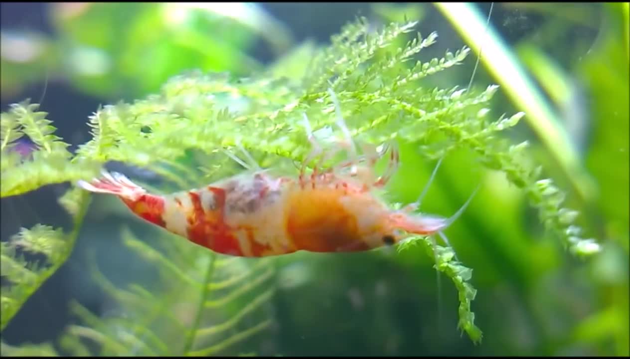 pregnant Crystal Red Shrimp close up