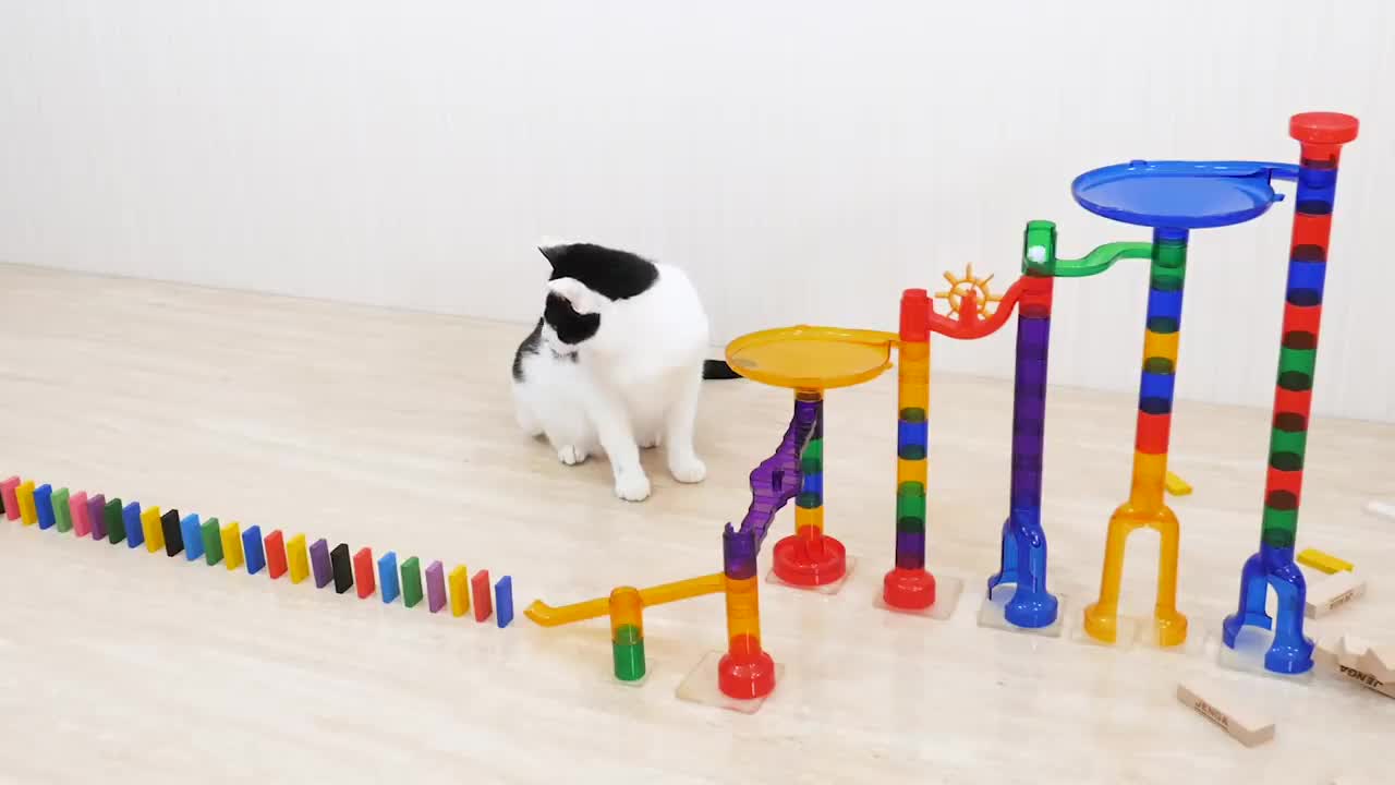 CATS DOMINO