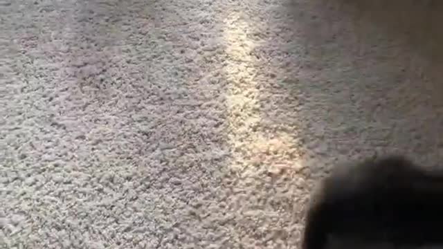 Pets and funny pet jokes great pets videos and more great stuff.